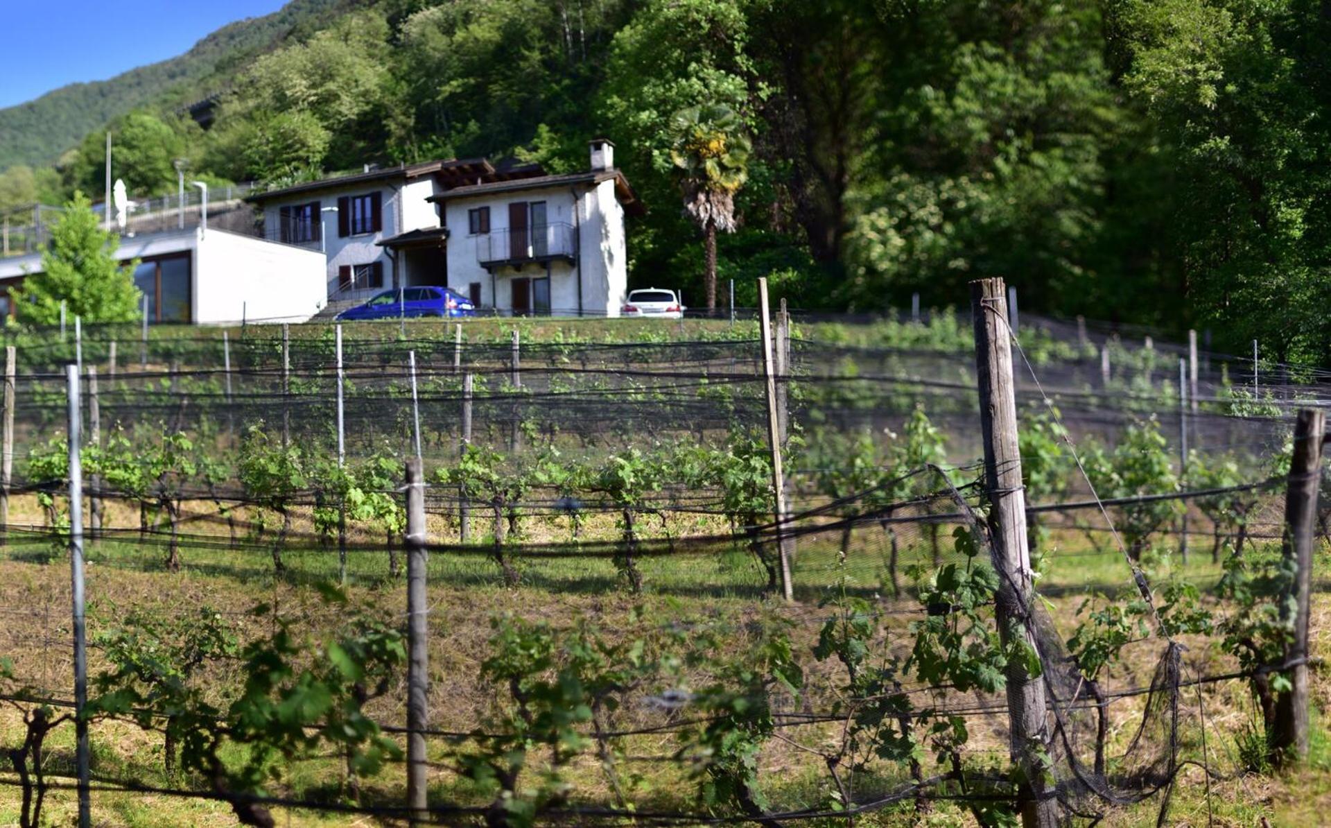 Viva Bacco Acomodação com café da manhã Gambarogno Exterior foto